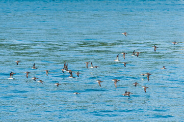 Birds flying along the bosporus in Turkey