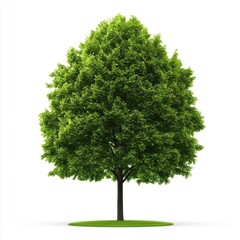 Fototapeta premium Lush Green Deciduous Tree Isolated on White Background