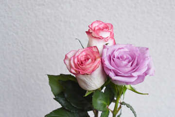 紫とピンクのばら