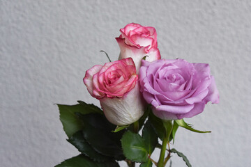 ピンクと紫のばら