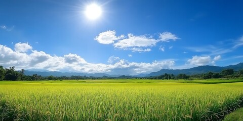 Obraz premium Expansive green rice field under the bright sunlight with a clear blue sky and beautiful landscape