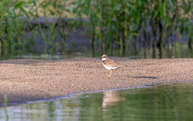small river bird on the sandy bank
