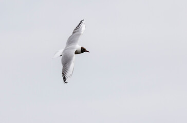 white river gull with a red beak and a black head flies in the sky
