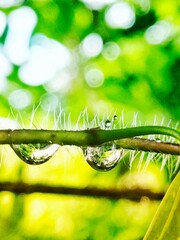 Morning dew on grass and leaves with water drops close-up
