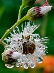 A close-up of a bee on a vibrant purple flower with delicate petals in a garden during spring