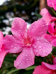 Macro closeup of a delicate pink azalea flower blooming in a vibrant spring garden