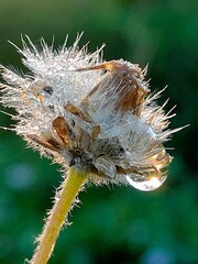 A close-up of a thistle bud with a caterpillar on a flower in a grassy field during summer