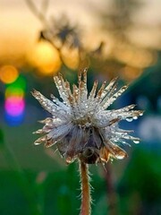 A close-up of a thistle bud with a caterpillar on a flower in a grassy field during summer