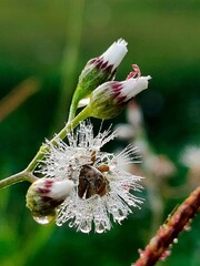 A close-up of a bee on a vibrant purple flower with delicate petals in a garden during spring