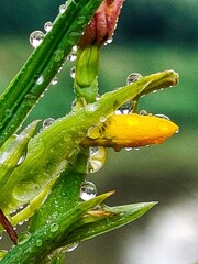 A close-up of a grasshopper on a leaf in a garden