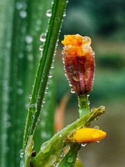 A close-up of a red beetle collecting dew on a green leaf in a wild nature setting