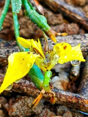 Golden carnival mask with floral accents on a black background