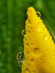 Golden carnival mask with floral accents on a black background