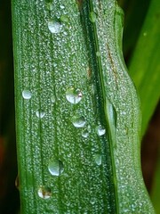 A close-up of water droplets on a green leaf with a wet texture, capturing the essence of nature, rain, and dew in a festive, holiday-inspired setting