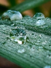 A close-up of water droplets on a green leaf with a wet texture, capturing the essence of nature, rain, and dew in a festive, holiday-inspired setting