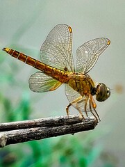 Close-up of a dragonfly on a branch with detailed wings and eyes