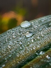 A close-up of water droplets on a green leaf with a wet texture, capturing the essence of nature, rain, and dew in a festive, holiday-inspired setting