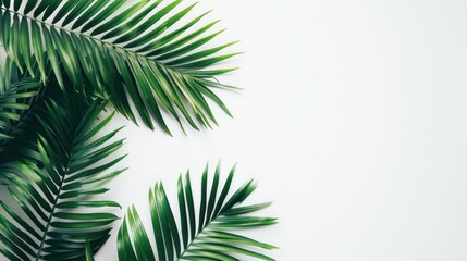 White background with Palm leaves and copy space, AI generated image