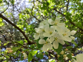 crab apple flowers