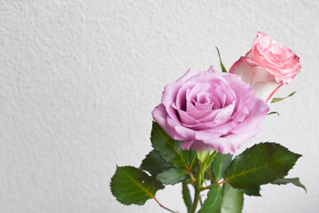 ピンクと紫のばら