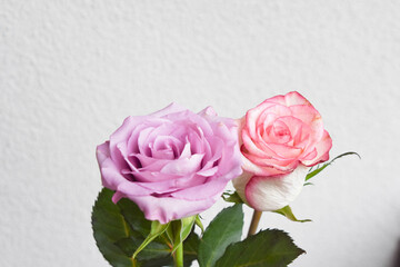 紫とピンクのばら