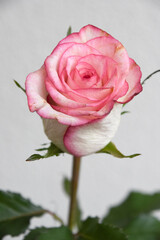ピンクのばら