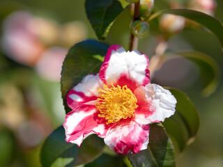 ハルサザンカ　蜀江錦