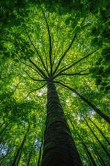 Fototapeta premium Tree in Forest