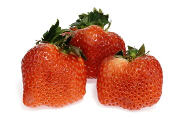 おいしいイチゴ 美濃娘 岐阜県産