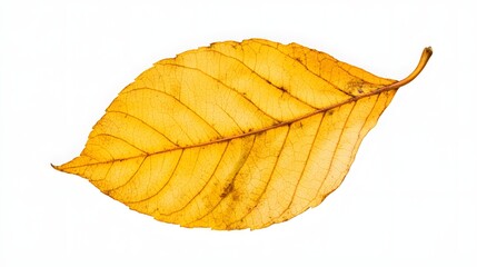 Naklejka premium Yellow autumn leaf isolated on transparent background