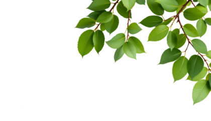 Lush Green Leaves Branch Nature Image Free Download