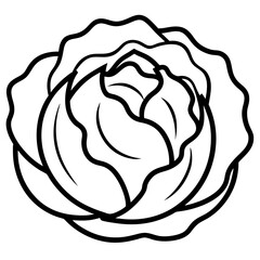 cabbage line art vector illustration 