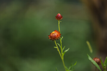 Everlasting daisies growing in lush cottage garden with copy space