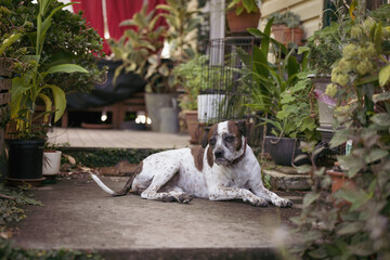 Mixed breed dog sitting on front porch of house surrounded by plants