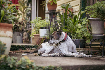 Mixed breed dog sitting on front porch of house surrounded by plants