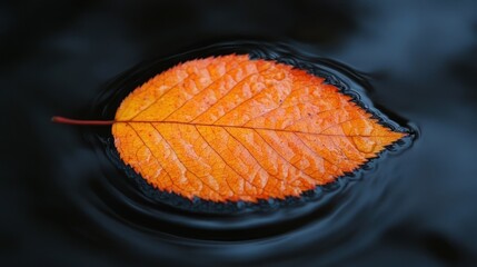 Autumn leaf floats, dark water, ripples, nature