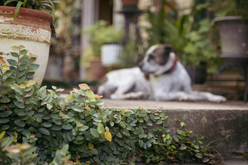 Creeping fig growing on front steps of house with dog lying down in background