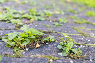A small patch of green grass is growing on a brick sidewalk