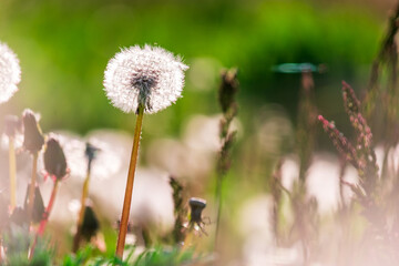 A close-up of a dandelion, the background is blurred, a green clearing