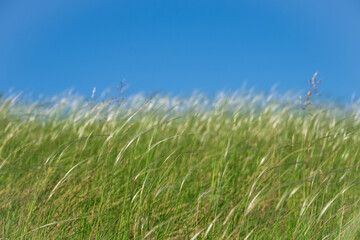 green grass with dry grass against a blue sky background