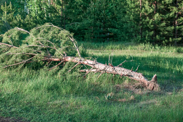 A tree fell on the grass. The concept of loss and destruction