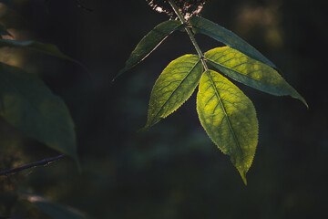 A leaf is shown in a dark background with a bright green color