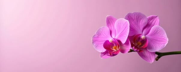 Fototapeta premium Single rosy orchid on a minimalist background, blank, isolated, rosy orchid