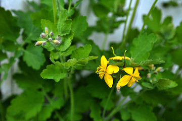 Obraz premium Chelidonium majus flowers blooming in spring day