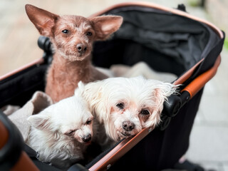 Three old small dogs resting in a stroller in the fresh air
