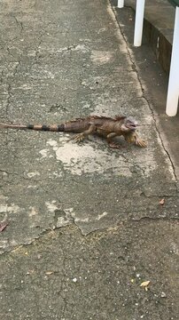 Big green iguana crossing the street