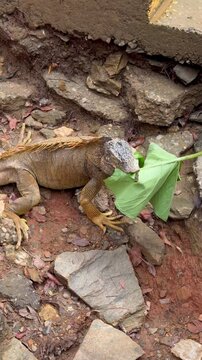 Big green iguana eating leaves