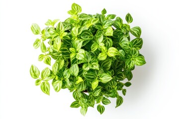 Obraz premium Top-down potted plant, vibrant green leaves, white background, home decor