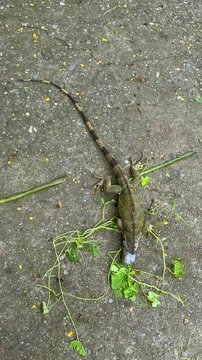 Small green iguana eating leaves, top view
