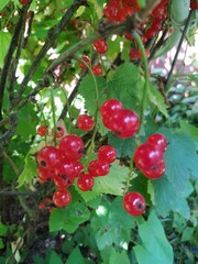 Obraz premium Ripe red currant berries on a branch in the garden. Organic farming, healthy food.